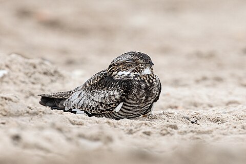 A Lesser Nighthawk sleeping on the beach at South Padre Island, TX.