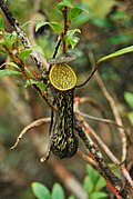 Nepenthes mikei