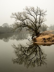 Tree at the banks of the river Regnitz, Germany