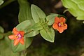 Deutsch: Acker-Gauchheil (Anagallis arvensis) English: Scarlet pimpernel