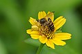 * Nomination Crab spider (Thomisus lobosus) feasting on a honey bee --Vengolis 03:18, 22 July 2015 (UTC) * Promotion Good quality. --Johann Jaritz 03:40, 22 July 2015 (UTC)