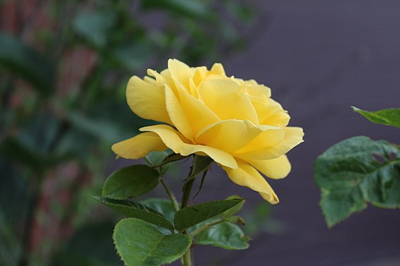 Yellow rose