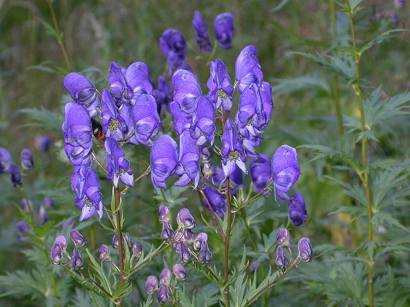 File:Aconitum napellus inflorescence (13).jpg