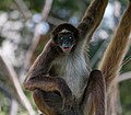 * Nomination: Ateles hybridus from Barquisimeto Zoo, Venezuela --The Photographer 12:28, 28 November 2012 (UTC) * * Review needed