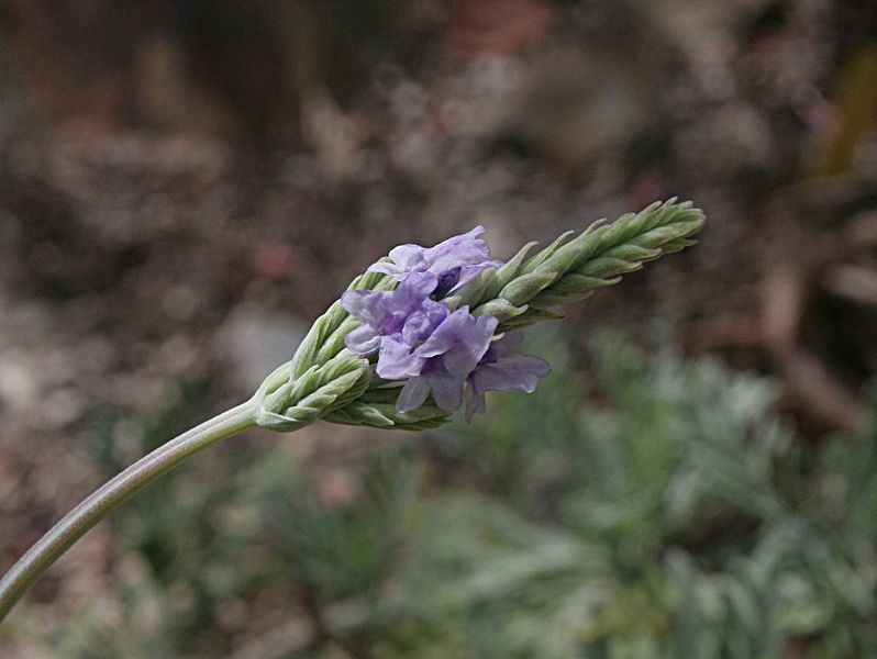 File:Lavandula pinnnata pinnata01.jpg