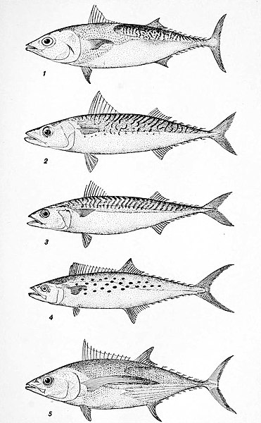 File:NIE 1905 Mackerel.jpg