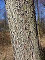 Bark Rohrwald, Lower Austria