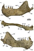 Titanotaria mandible.jpg