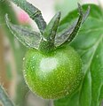 Unripe tomato