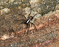 * Nomination: Male Wolfspider (Xerolycosa nemoralis), Straumen, Norway --LC-de 01:42, 9 December 2012 (UTC) * * Review needed