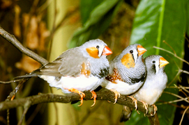 February 12: Zebra finches.