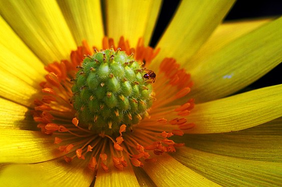 Ant on adonis bloom