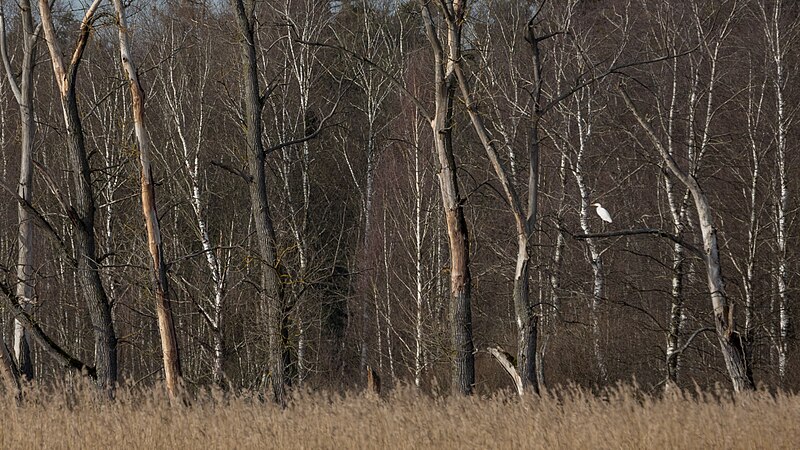 File:Europareservat Federsee in Oberschwaben AW08.jpg