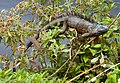 * Nomination: Green iguana showing darker phase. ianaré 22:22, 10 March 2008 (UTC) * * Review needed