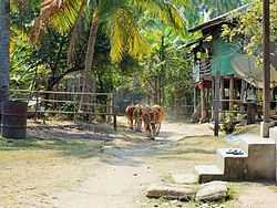 Village autour du Temple de Wat Khon Tai Province_de_Champassak Laos