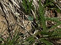 Callophrys sheridanii