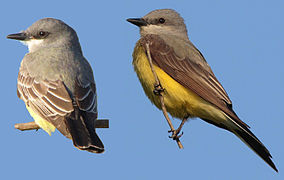 CassinsAndWesternKingbirds.jpg