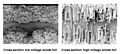 Cross-section-anode foil.jpg