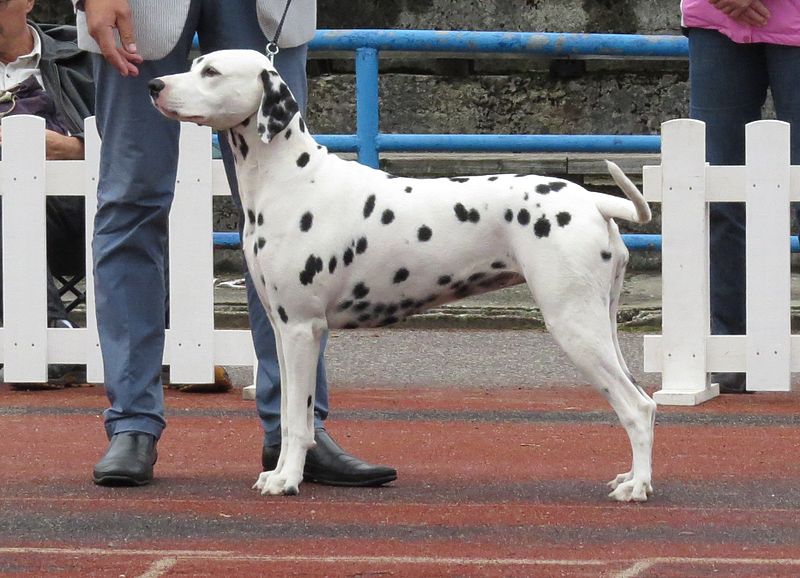 File:Dalmatian in Tallinn.JPG