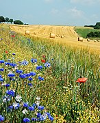 Summer field in Hamois Province of Namur