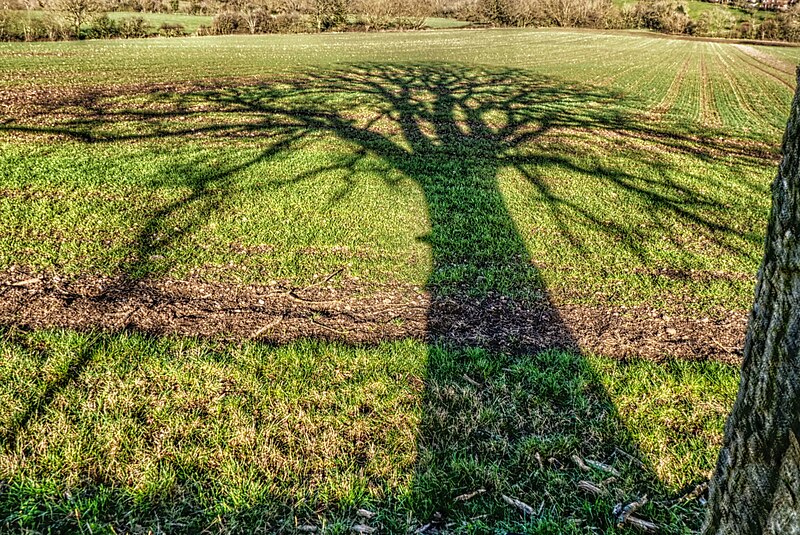 File:Oak Tree shadow (50979550108).jpg