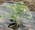 Tomatenpflanze ausgepflanzt veredelt 2-triebig / Tomatoe plant transplanted grafted with 2 sprouts