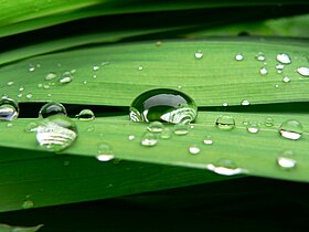 water drop on lilly leaf