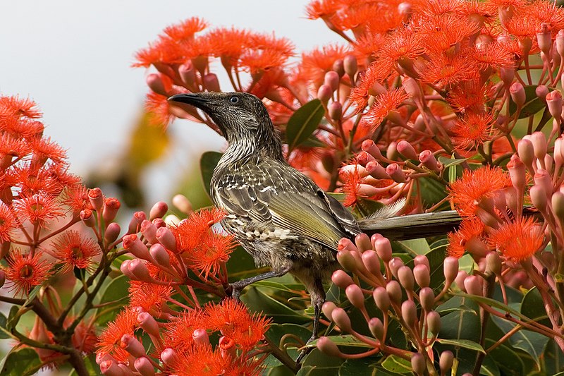 File:Anthochaera chrysoptera.jpg