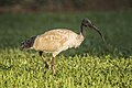 128 Australian ibis (Threskiornis molucca) Darwin uploaded by Charlesjsharp, nominated by Charlesjsharp,  15,  0,  1