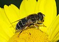 * Nomination: A female hoverfly (Eristalis arbustorum) -- Alvesgaspar 00:58, 23 March 2008 (UTC) * * Review needed