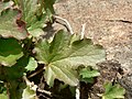 Heuchera cylindrica