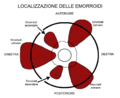 Localizzazione delle emorroidi