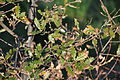 Foliage Portugal - Miranda do Douro