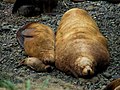 * Nomination A Steller Sea Lion family --KeepOpera 18:56, 12 August 2009 (UTC) * Decline Nice scene but unsharp.--Mbdortmund 04:59, 13 August 2009 (UTC)