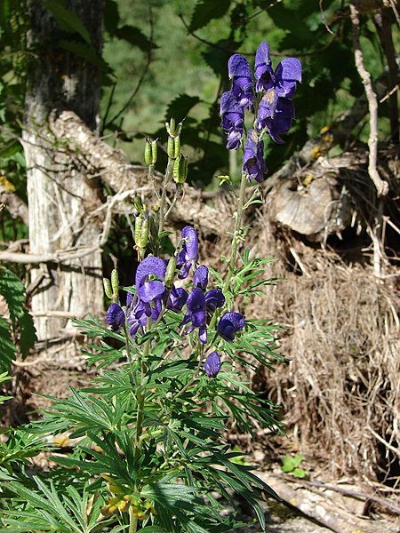 File:Aconitum napellus fruit (02).jpg