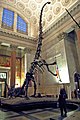 Skeleton of Barosaurus