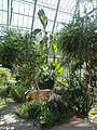 Deutsch: Im Savannenhaus des Botanischen Gartens Bochum. English: Inside the savannah greenhouse of the Bochum botanical garden.