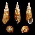 * Nomination Shell of a Madagascan Obtuse Fighting Snail, Clavator obtusatus --Llez 03:53, 23 December 2012 (UTC) * Promotion Typical QI witout a doubt -- Achim Raschka 07:37, 23 December 2012 (UTC)