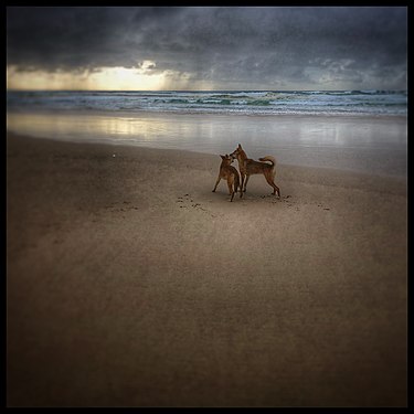 Dingoes on Fraser Island Photograph: Swampy99