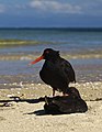 * Nomination Variable Oystercatcher (Haematopus unicolor) --LC-de 21:54, 7 January 2012 (UTC) * Promotion  Support Good image too bad there have not geocoding --Archaeodontosaurus 18:46, 8 January 2012 (UTC)