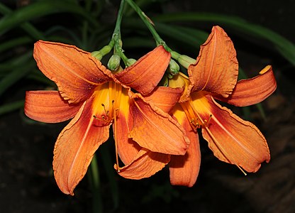 Orange Daylily