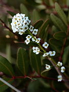 Lobularia maritima059.JPG