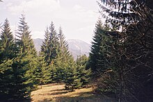 Low Tatras forests (4).jpg