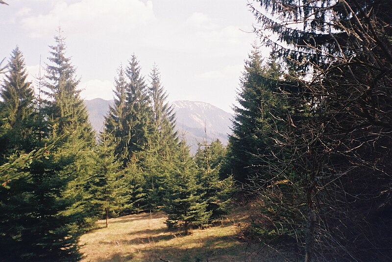 File:Low Tatras forests (4).jpg