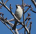 on tree; Japan