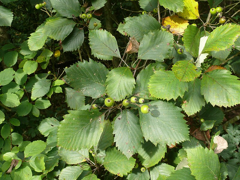 File:Sorbus cordigastensis 220816b.jpg