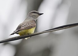 Western Kingbird - 17984389612.jpg