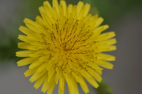 Yellow flower close-up