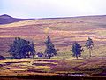 Bynack Lodge looking south