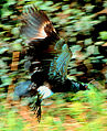 Anhima* Horned screamer